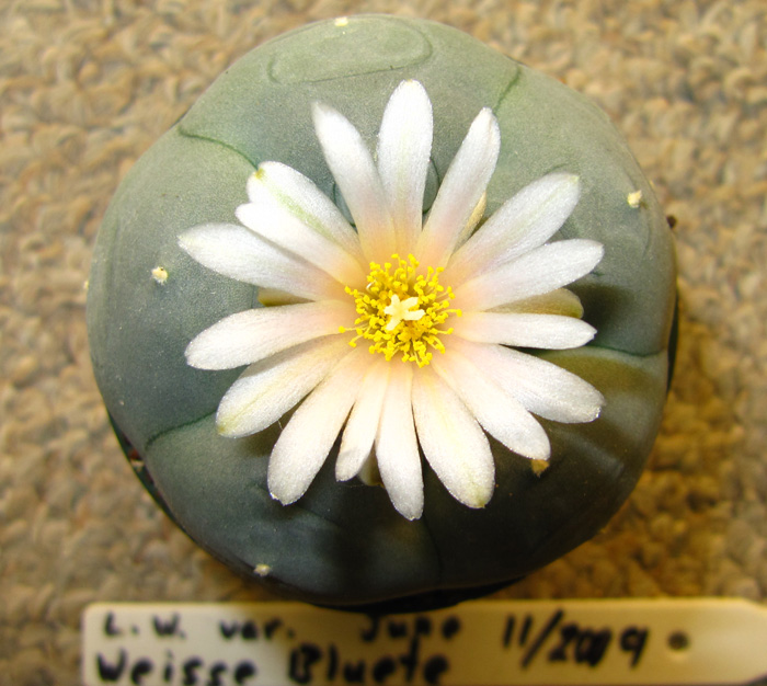 Lophophora Williamsii var. weisse Bluete in flower